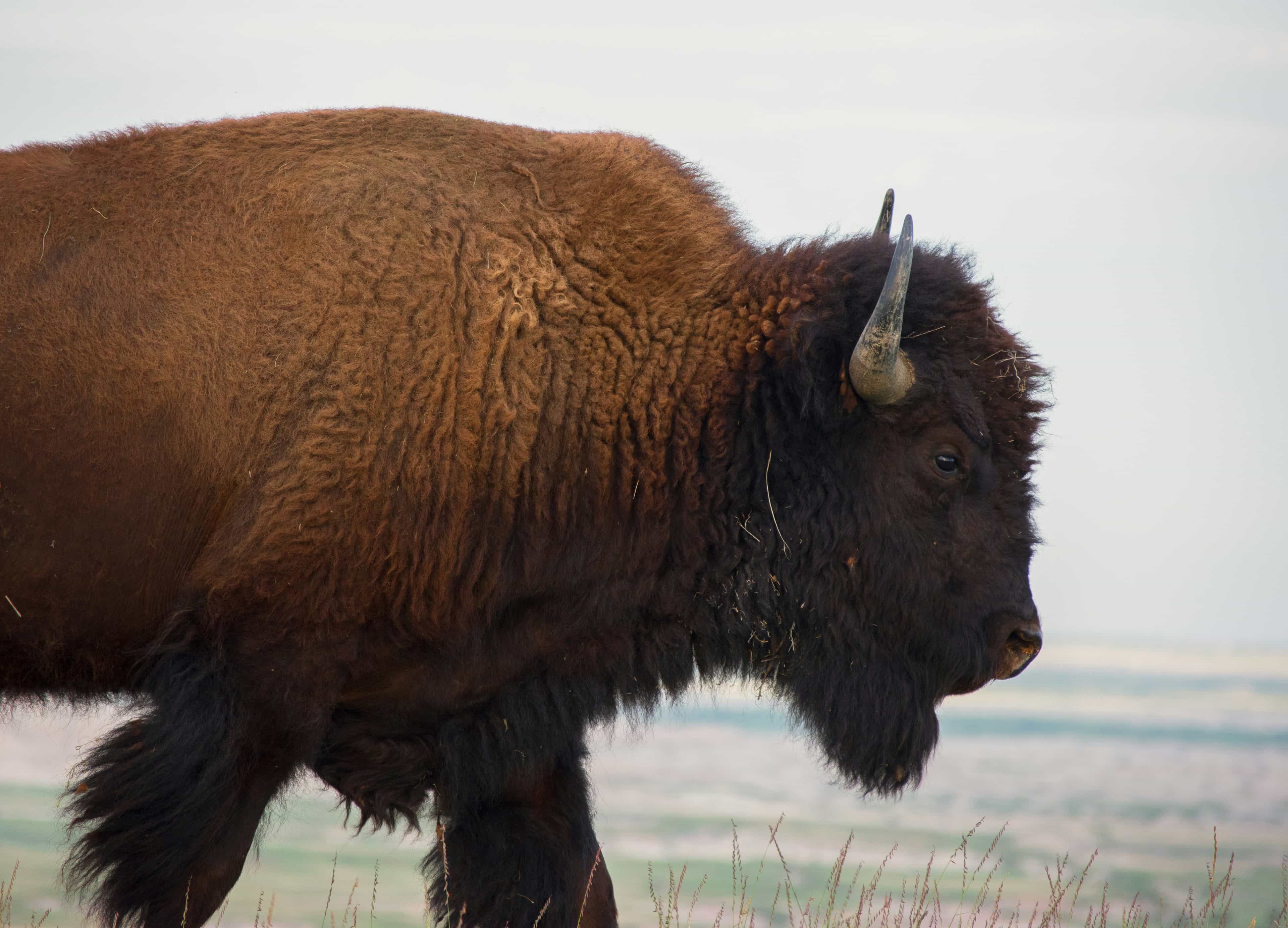 South Dakota